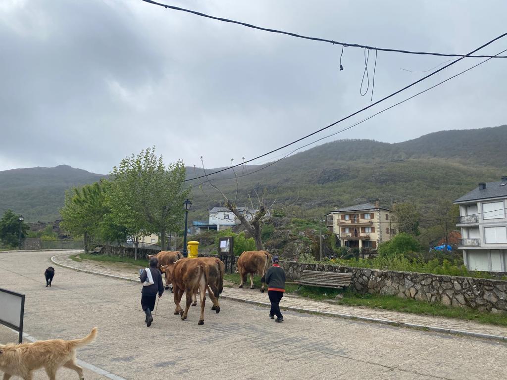 Vacas en Zamora