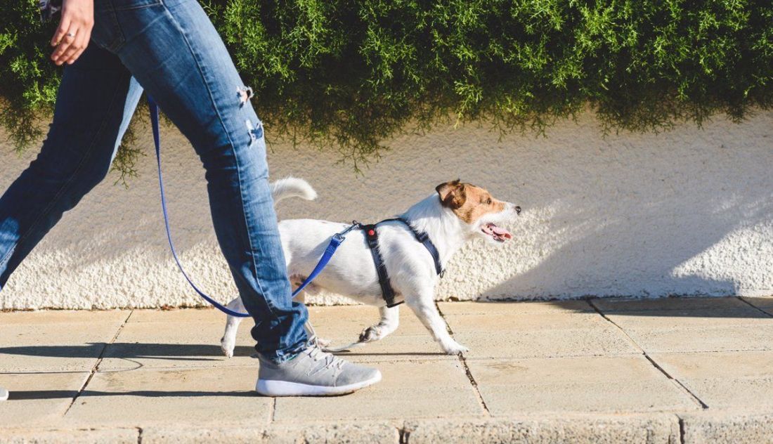 Una persona pase a un perro. Foto: Infosalus. Archivo.