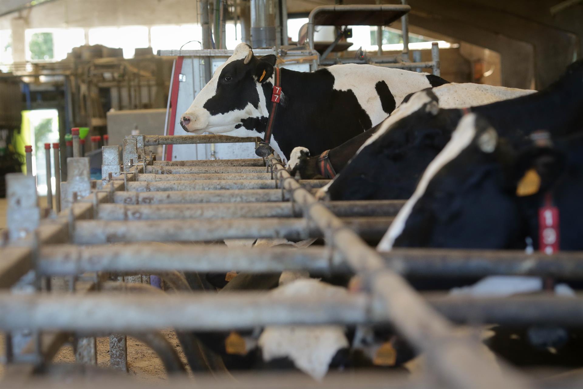 Vacas de una ganadería de lácteo   Carlos Castro   Europa Press