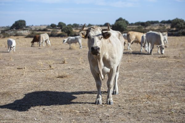 Vaca afectada por la Enfermedad Hemorrágica Epizoótica en la explotación ganadera de José Ramón Tejedor en Almeida de Sayago. JL Leal - ICAL.