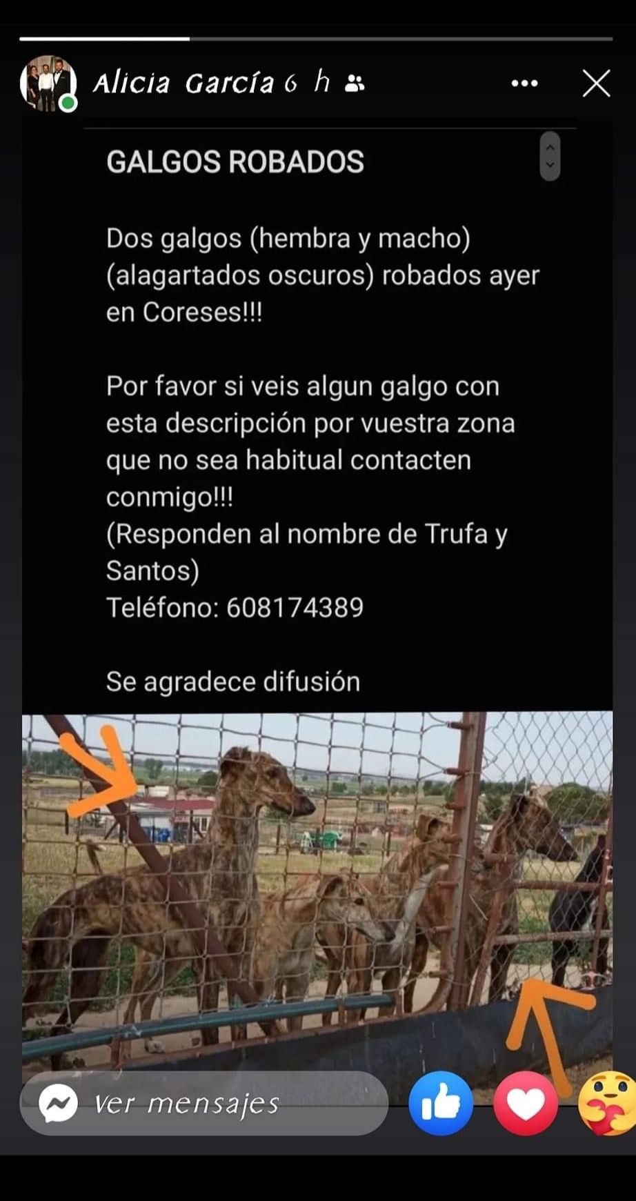 Robo de dos galgos en Zamora.