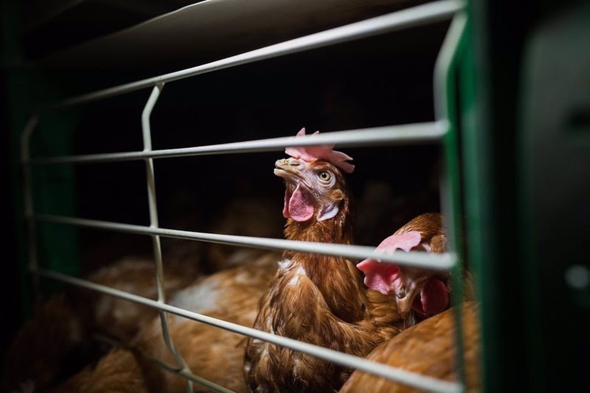 Investigación de Igualdad Animal en granja de gallinas realizada en España