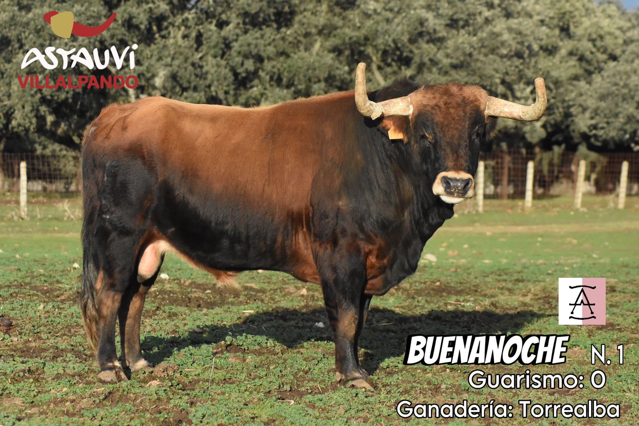 Foto de 'Buenanoche', Toro de La Purísima de Villalpando. ASTAUVI.