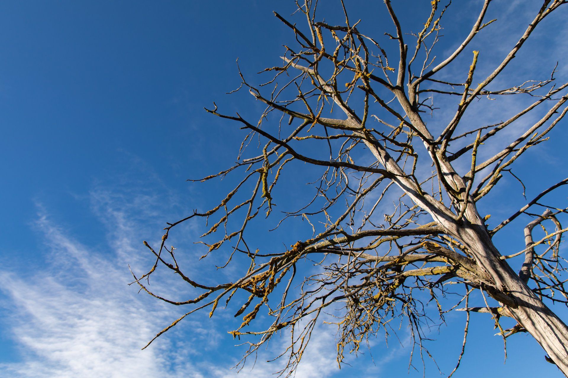 Un árbol sin hojas. Tiempo en invierno.   Rafael Bastante   Europa Press