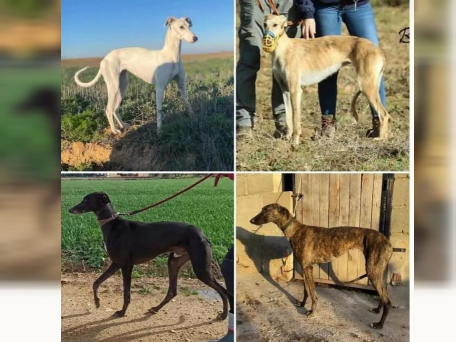 Galgos robados en Zamora