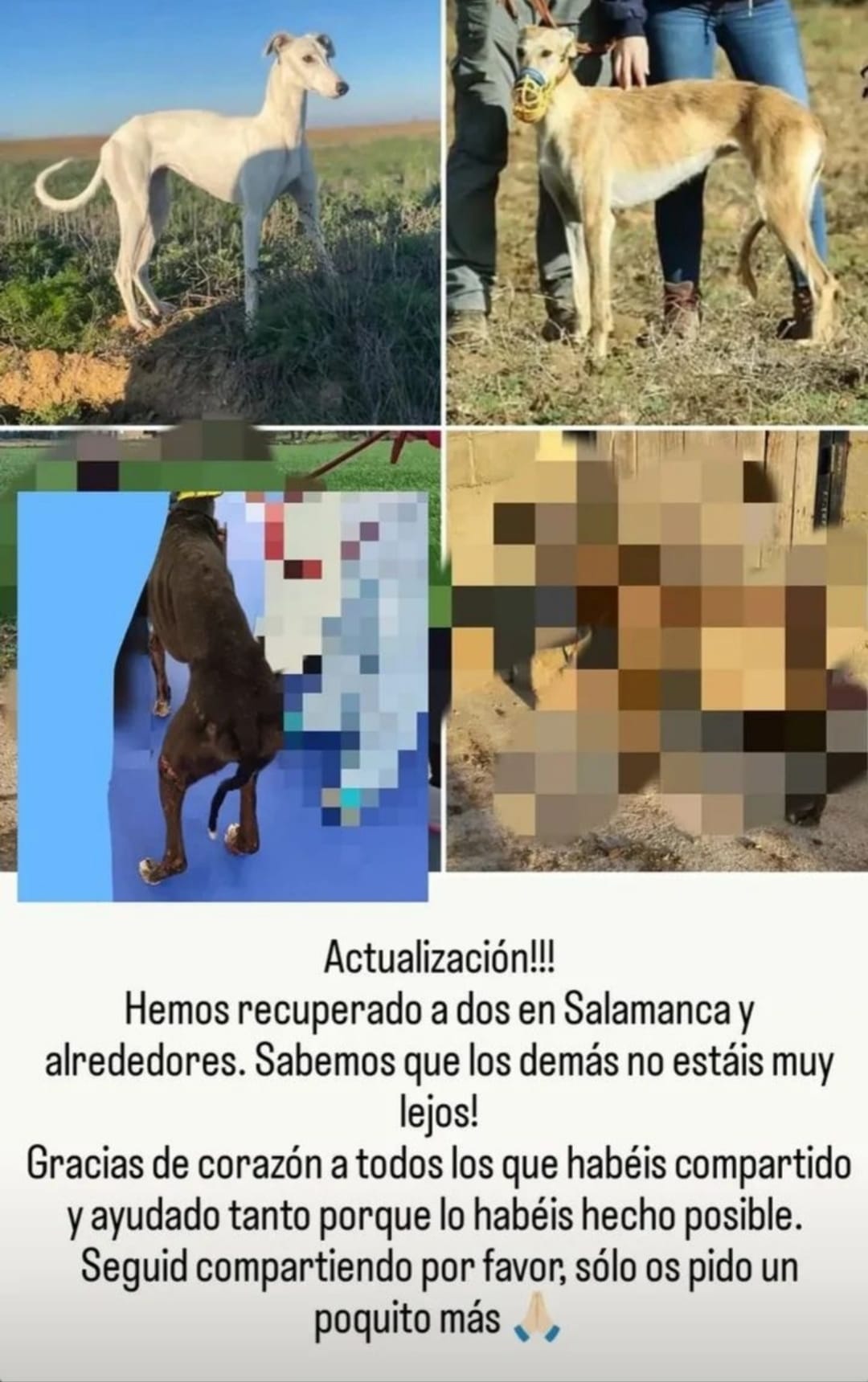 Aparecen dos de los cuatro galgos robados en un pueblo de Zamora.