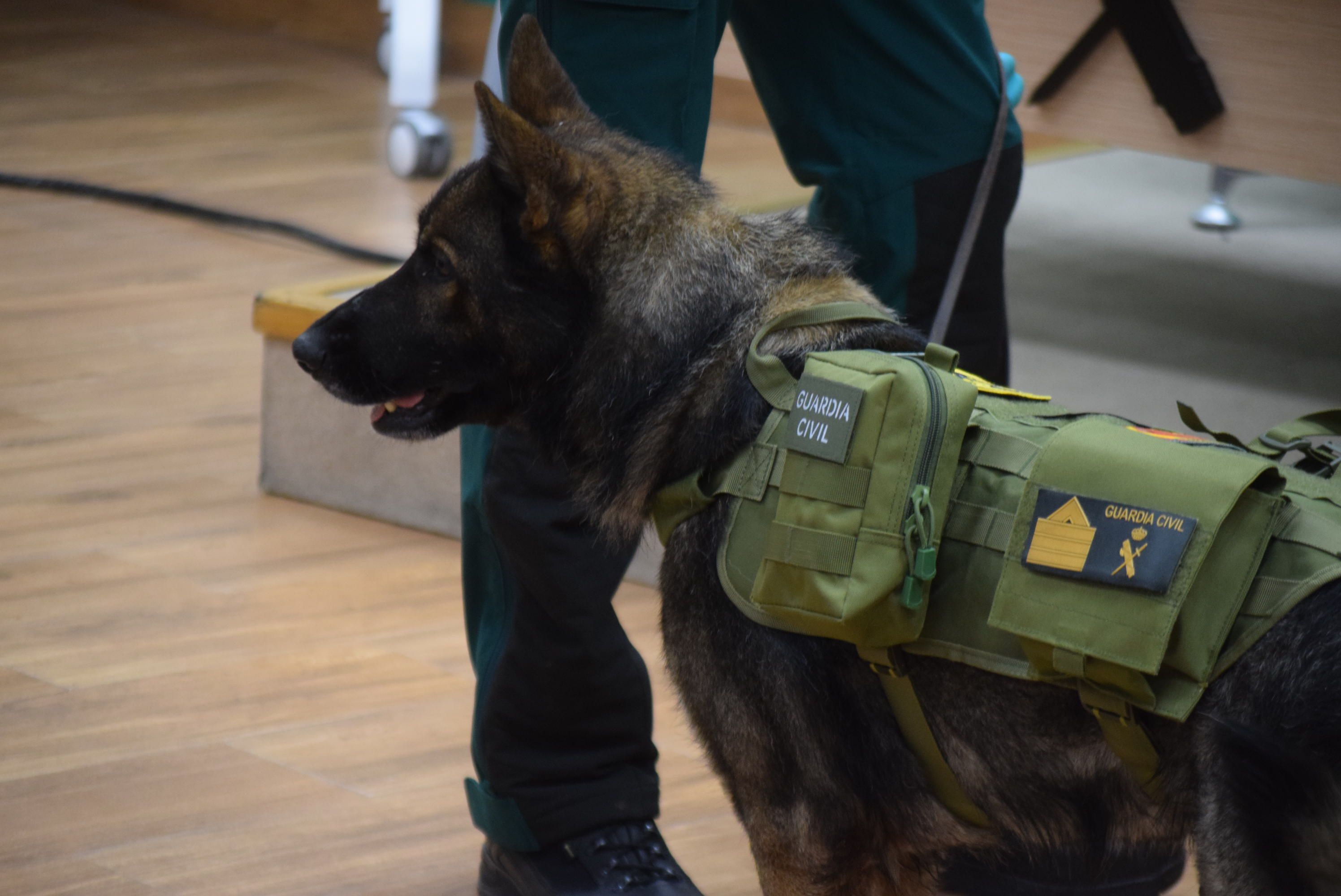 Acto Guardia Civil Día de San Antón (6)