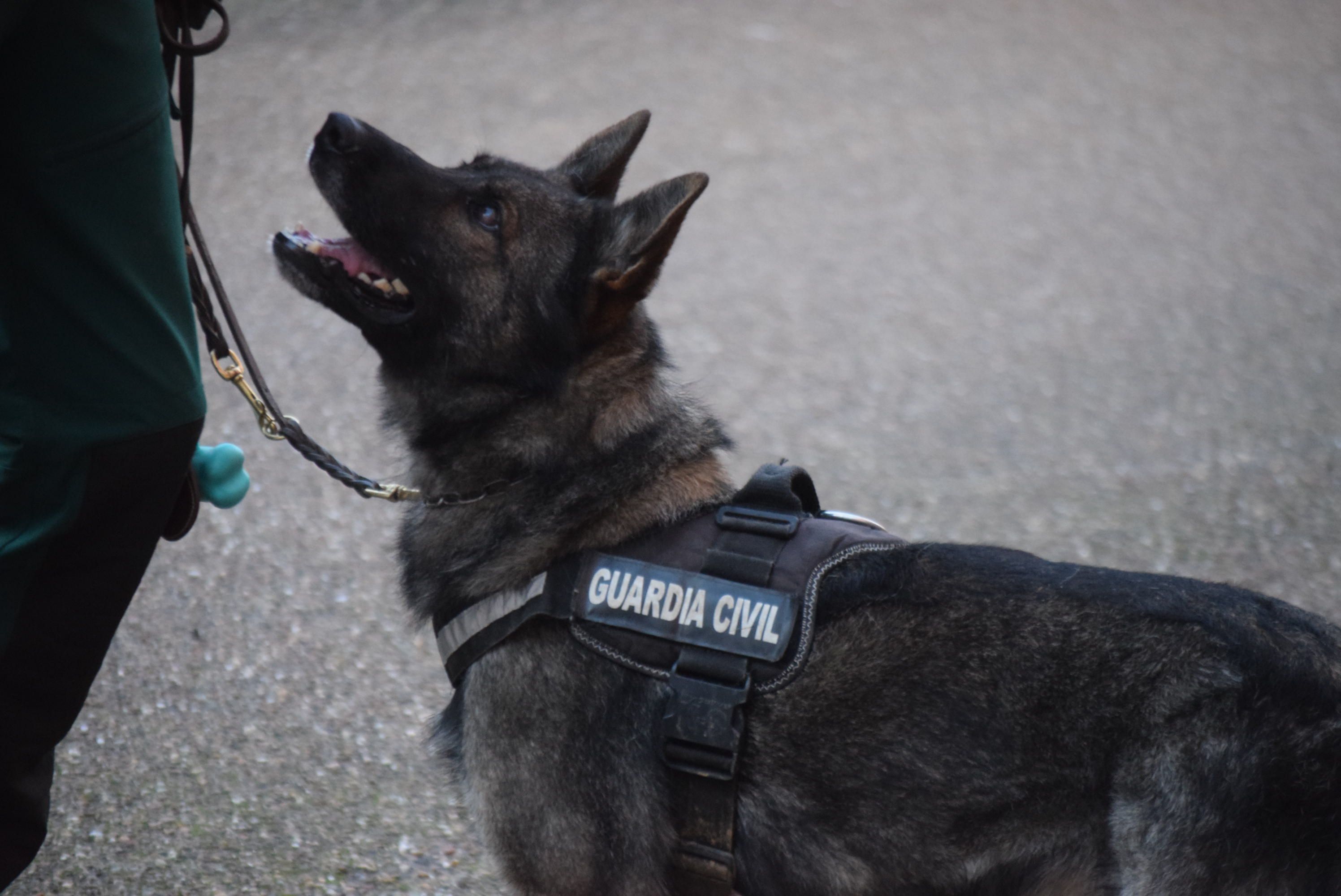 Acto Guardia Civil Día de San Antón (11)