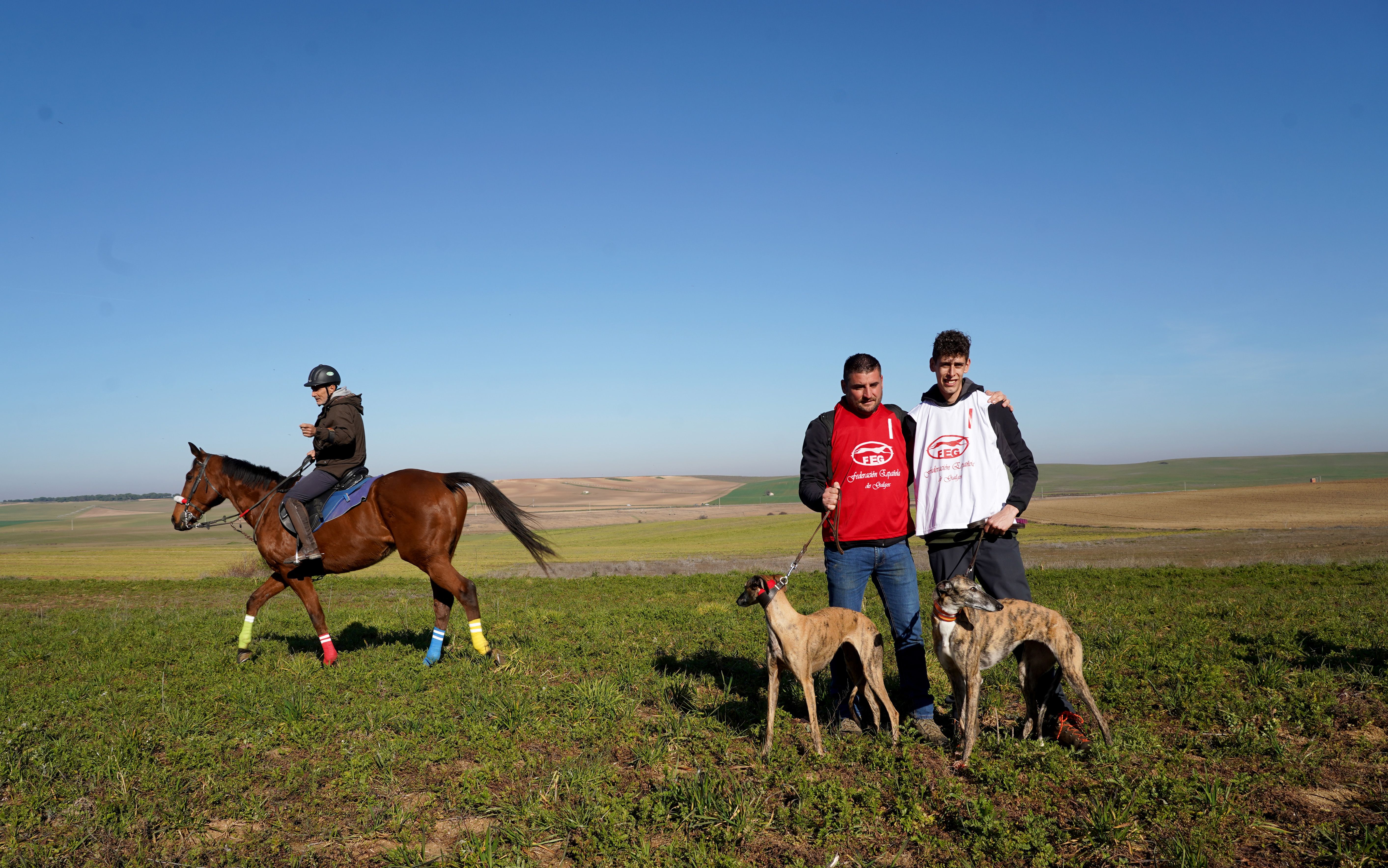 La galga zamorana ‘Leyenda de Retumba’ descalificada de la Copa de España de Galgos en Campo-ICAL