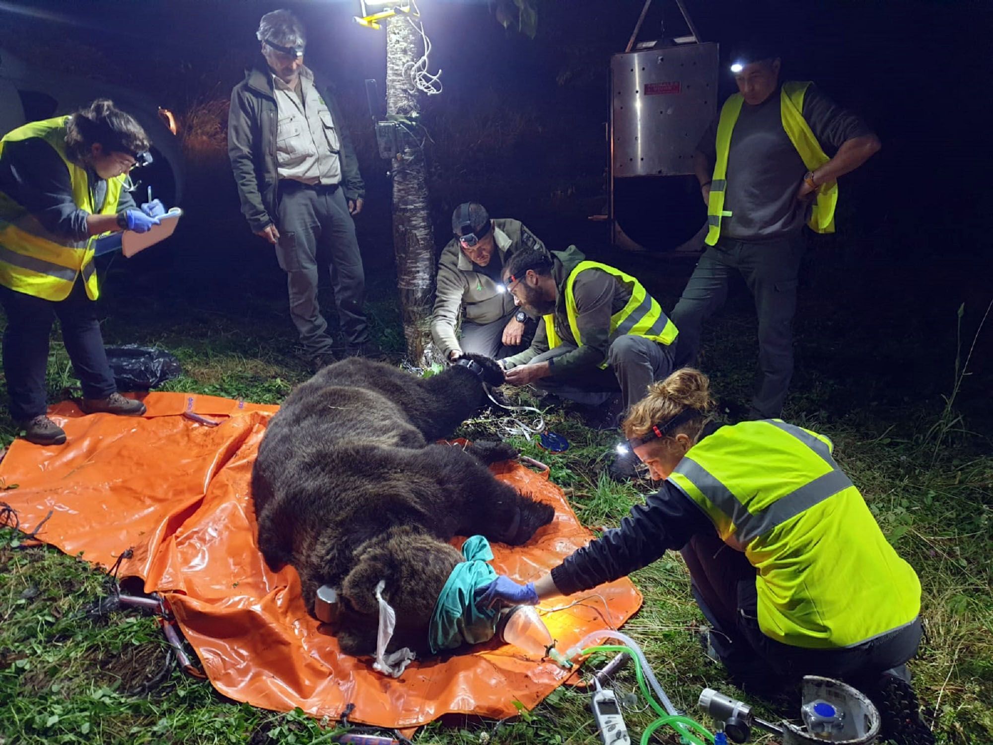 Radiomarcaje de ejemplares de oso pardo