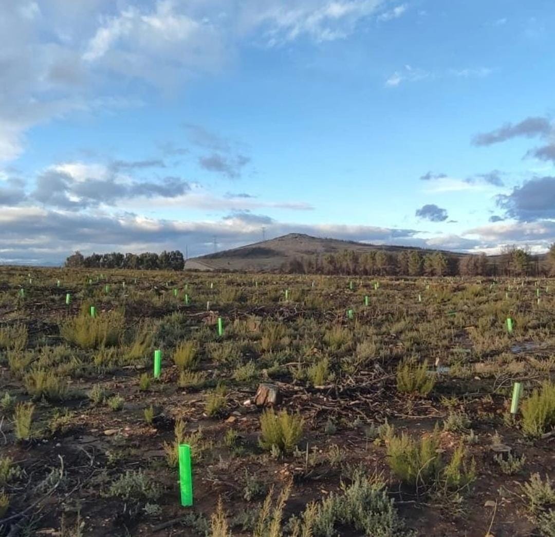 Replantación de árboles en la Sierra de la Culebra. Foto: Asociación La Culebra No Se Calla 