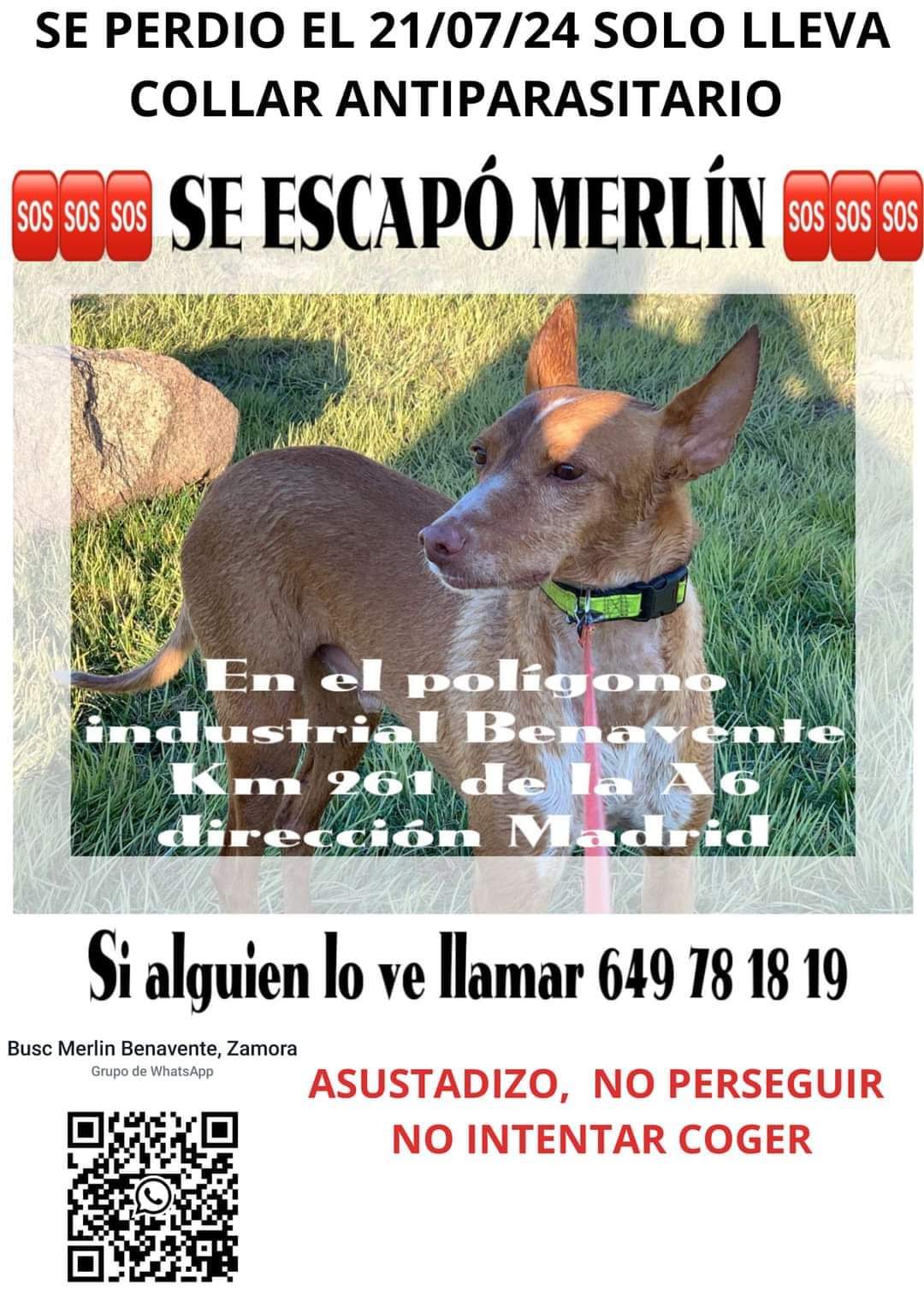 Se busca a Merlín, el perro desaparecido en Zamora