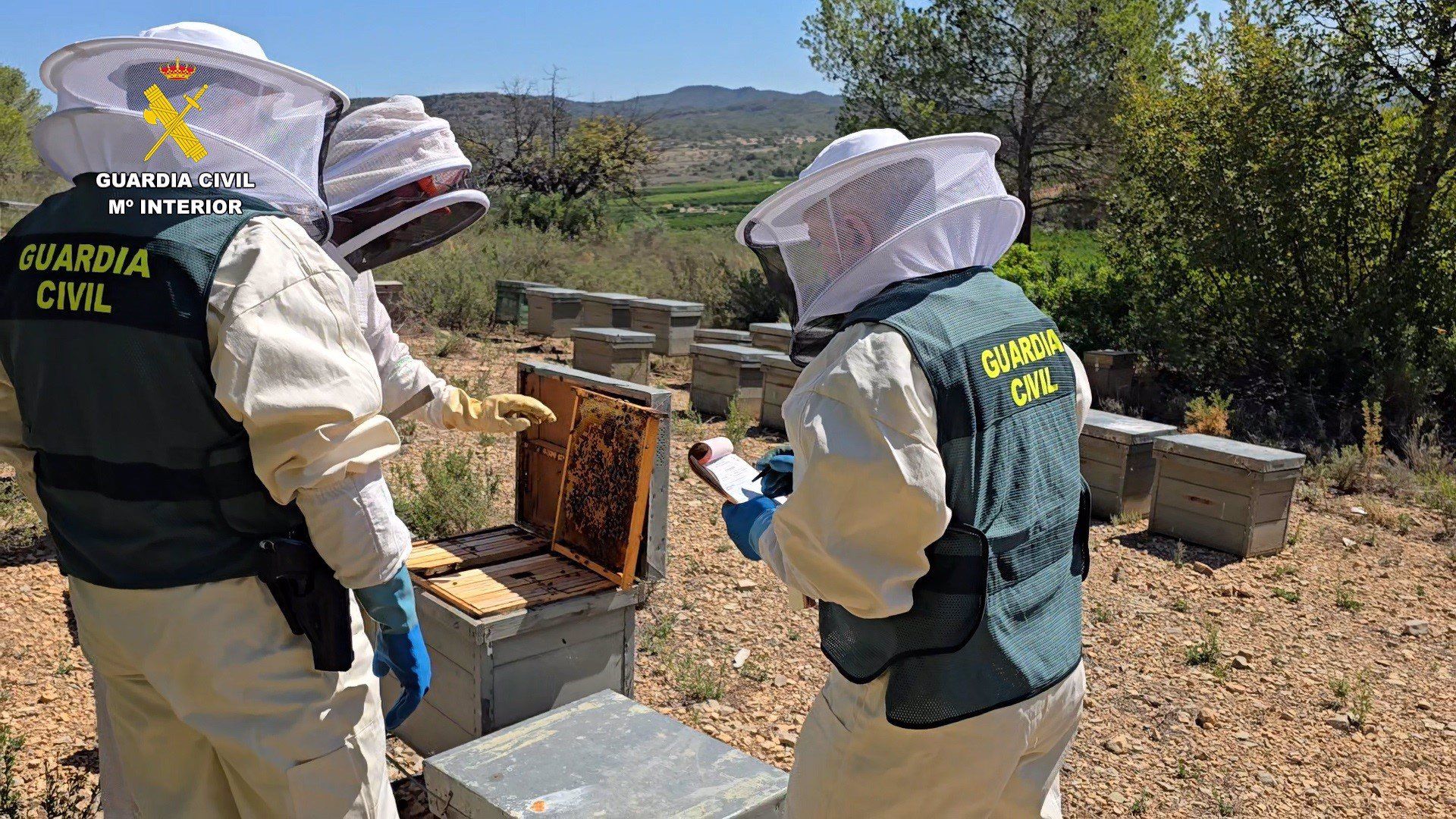 La Guardia Civil investiga a 11 personas por comercializar más de 40 toneladas de miel ecológica contaminada de China   GUARDIA CIVIL