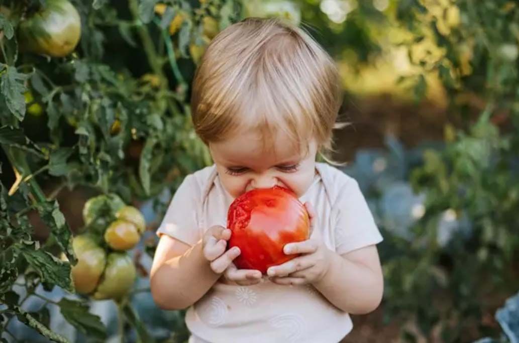 Niña comiéndose un tomate en la huerta. TWENTYSEVEN. ISTOCK. Archivo