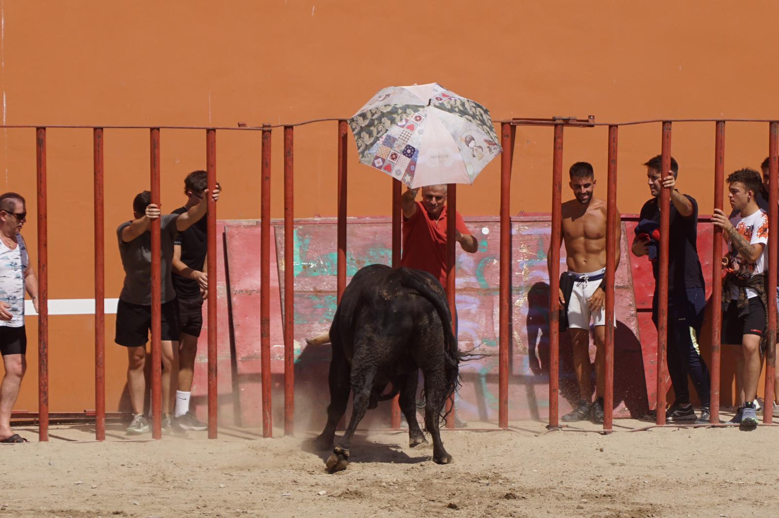 Toro de Cajón de Castrillo de la Guareña. Fotos: Juanes