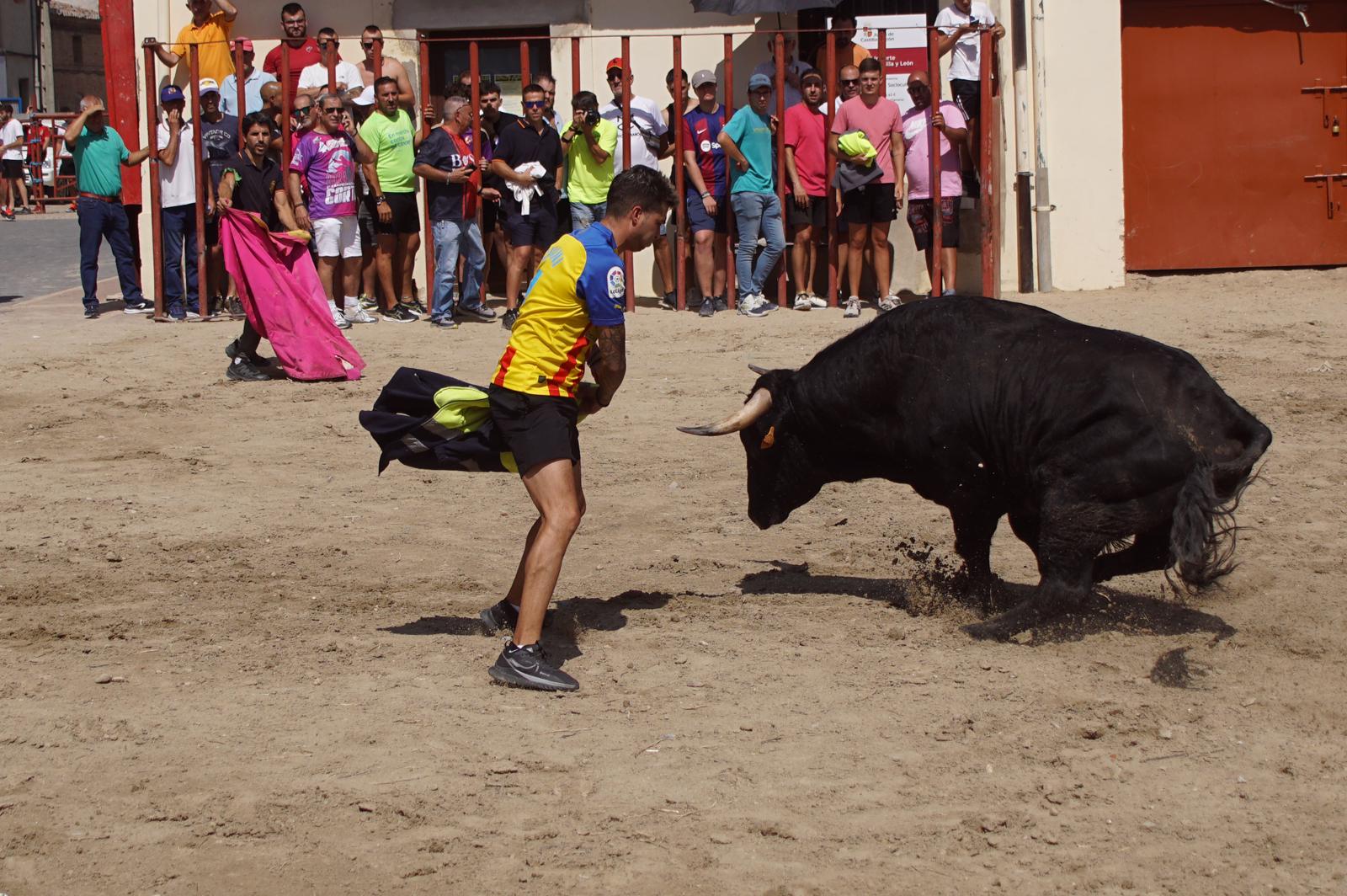 Toro de Cajón de Castrillo de la Guareña. Fotos: Juanes