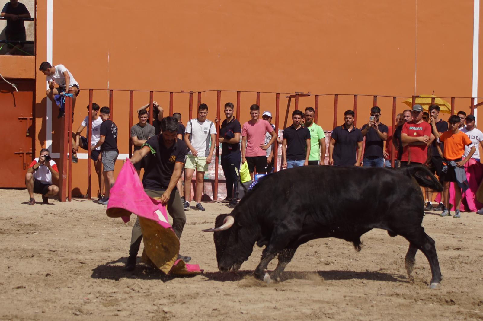 Toro de Cajón de Castrillo de la Guareña. Fotos: Juanes