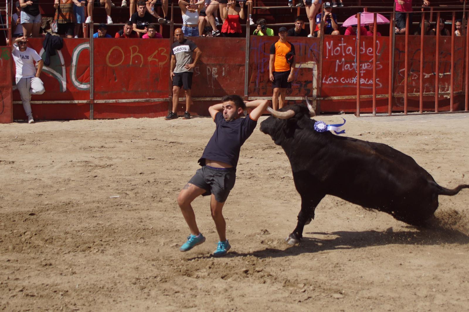 Toro de Cajón de Castrillo de la Guareña. Fotos: Juanes