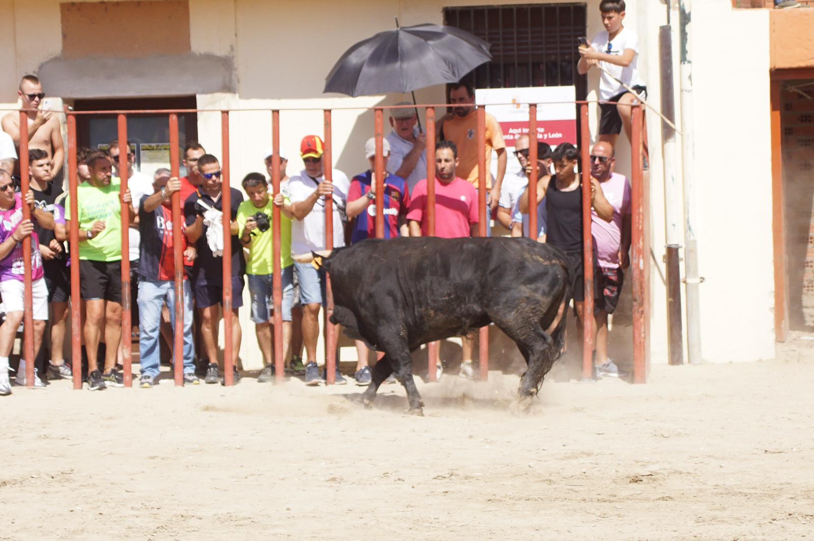 Toro de Cajón de Castrillo de la Guareña. Fotos: Juanes