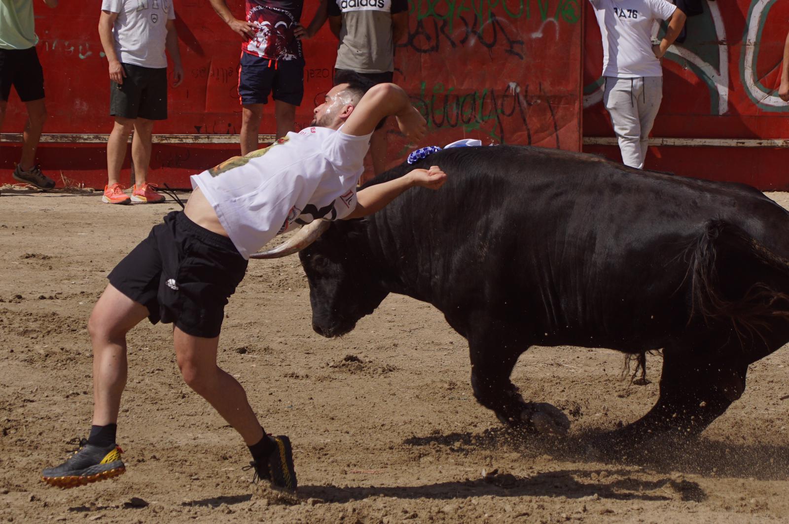 Toro de Cajón de Castrillo de la Guareña. Fotos: Juanes