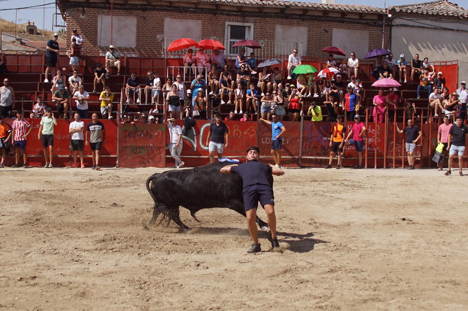 Toro de Cajón de Castrillo de la Guareña. Fotos: Juanes