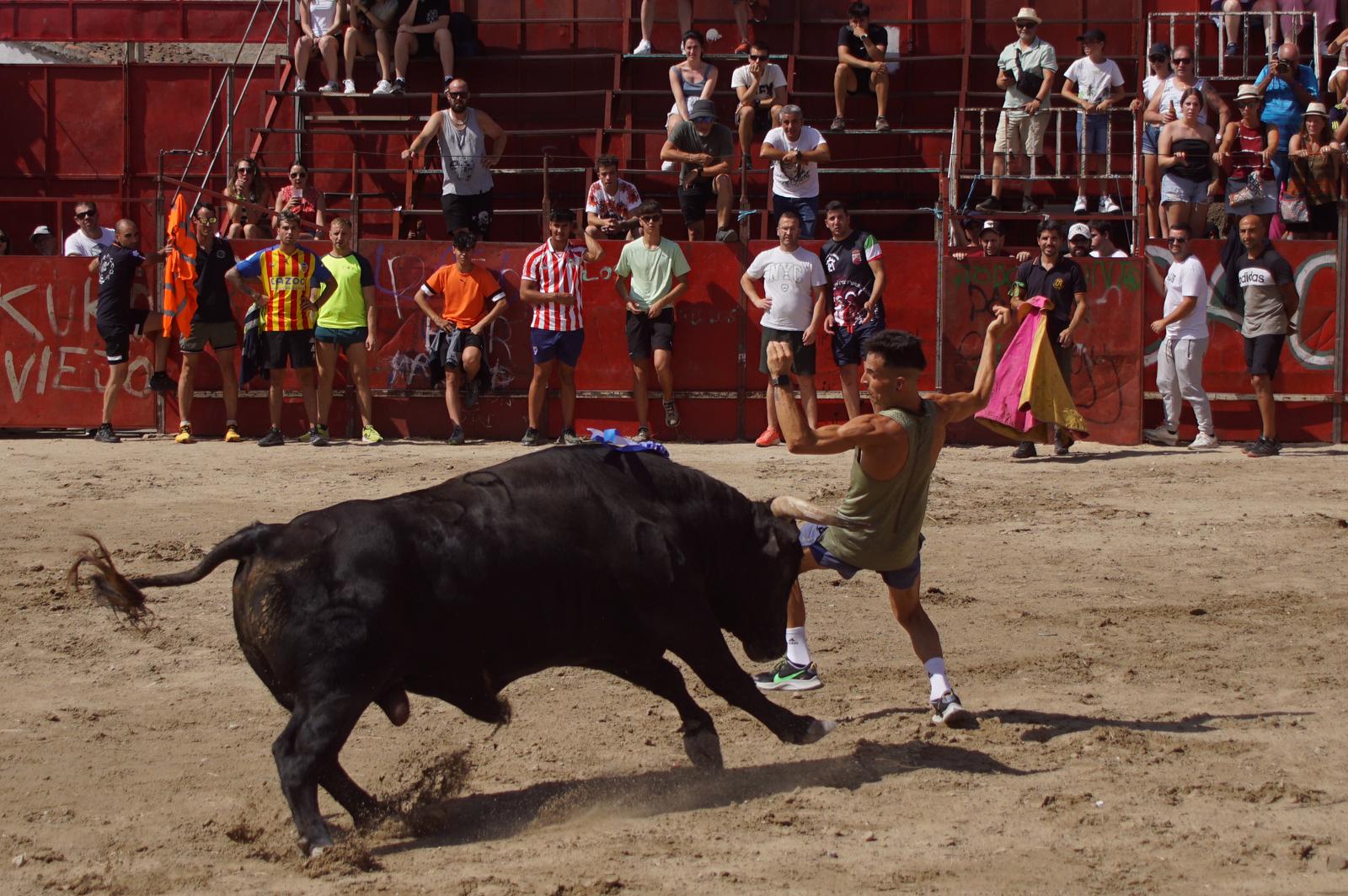 Toro de Cajón de Castrillo de la Guareña. Fotos: Juanes