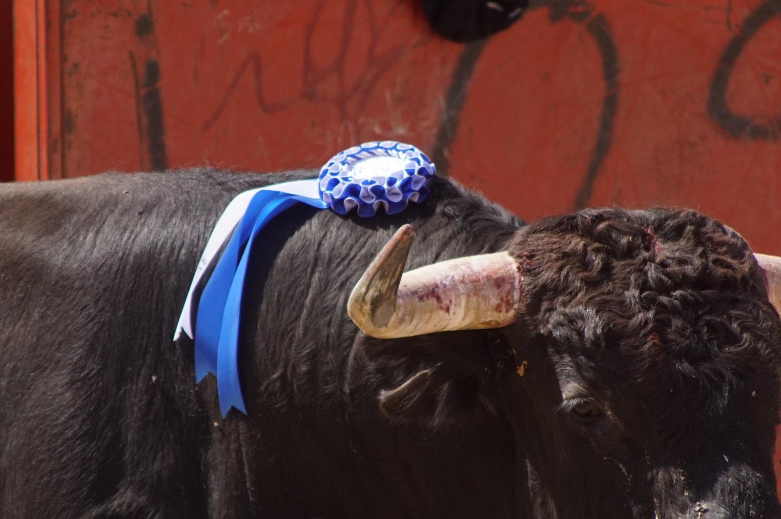 Toro de Cajón de Castrillo de la Guareña. Fotos: Juanes