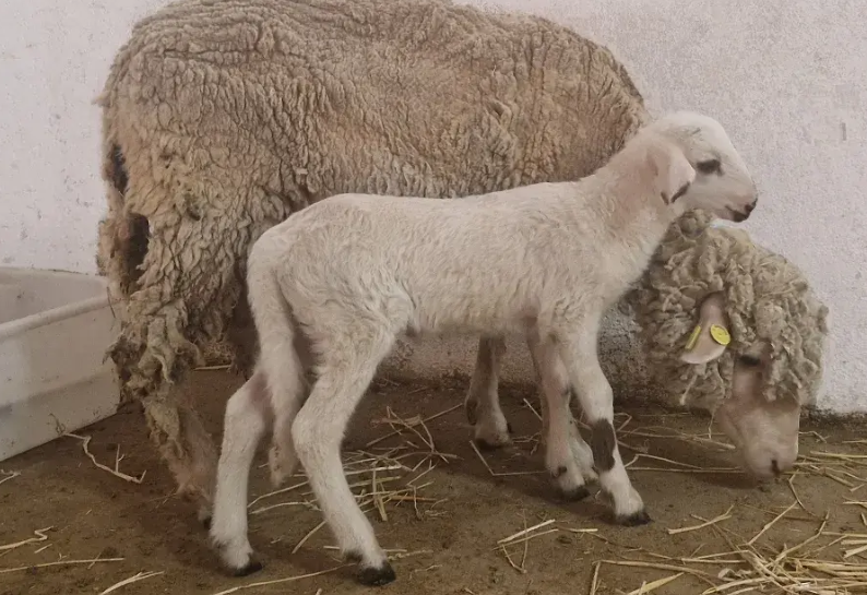 'Teodoro', el primer cordero modificado genéticamente en España ayudará a entender la fecundación humana. Foto INIA CSIC   EP