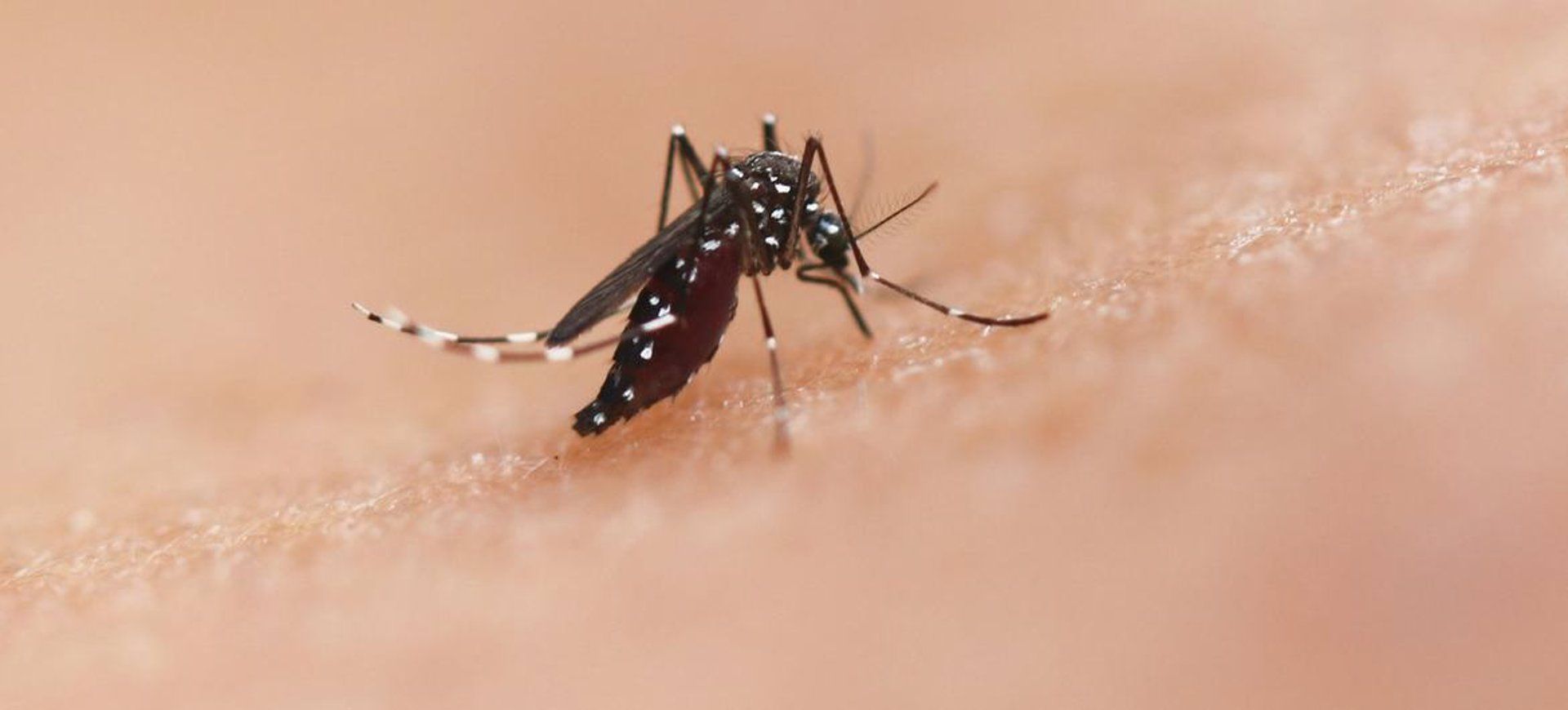 La especie de mosquito Aedes puede transmitir enfermedades como el chikungunya, el dengue y el zika   NIAID