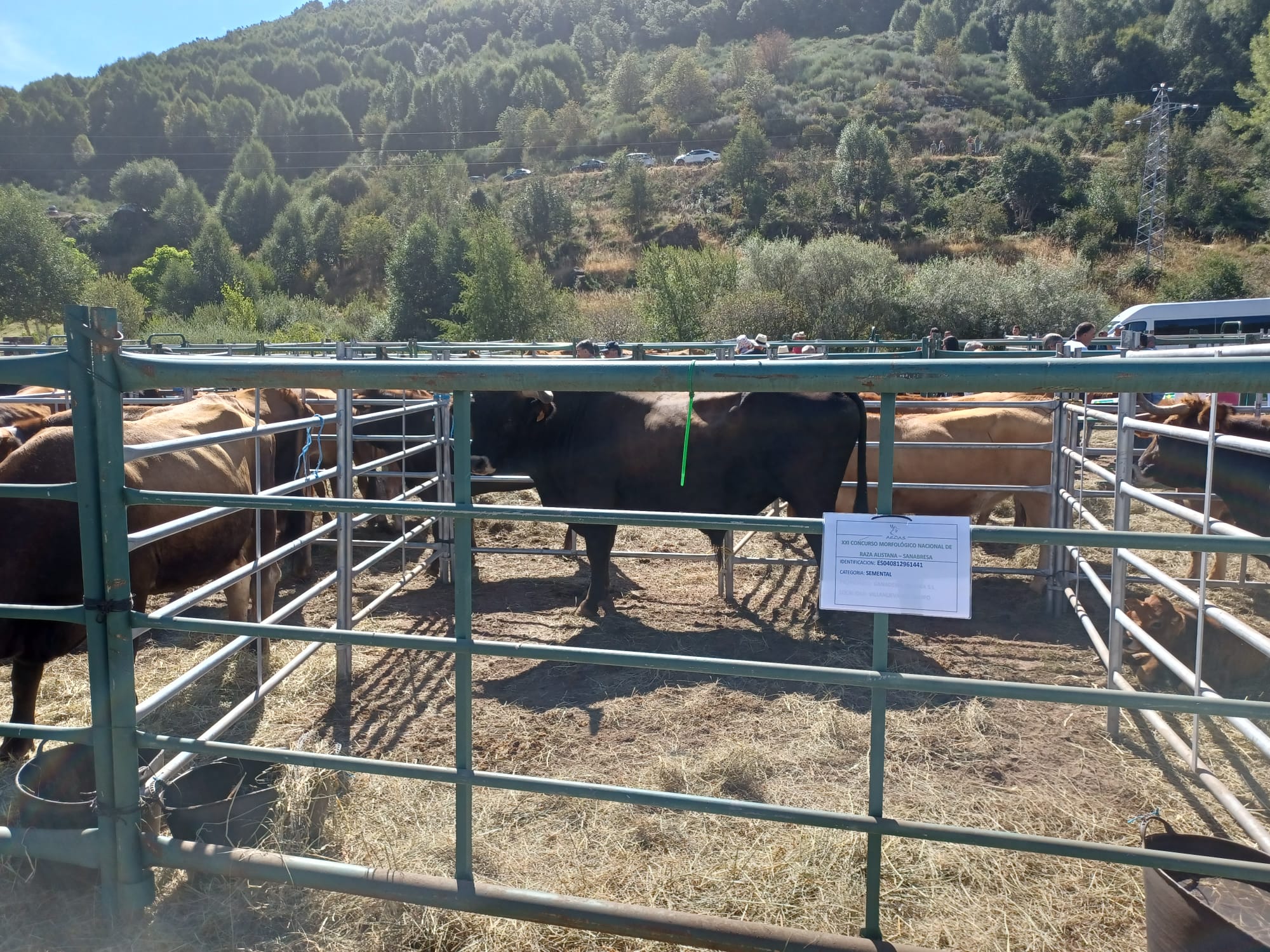 Concurso Morfológico de la Raza Alistana-Sanabresa en Porto