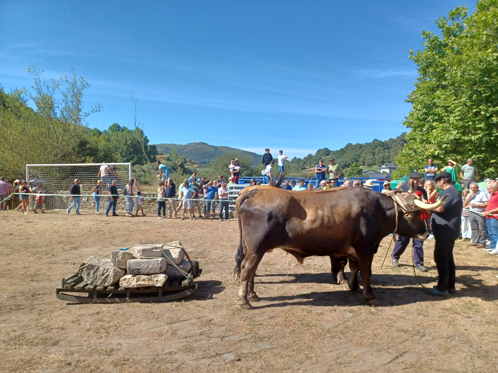 Concurso Morfológico de la Raza Alistana-Sanabresa en Porto