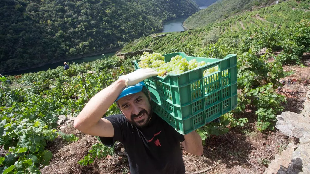 Un vendimiador recoge uva godello en la viña familiar de la Ribeira de Vilachá. Carlos Castro   Europa Press