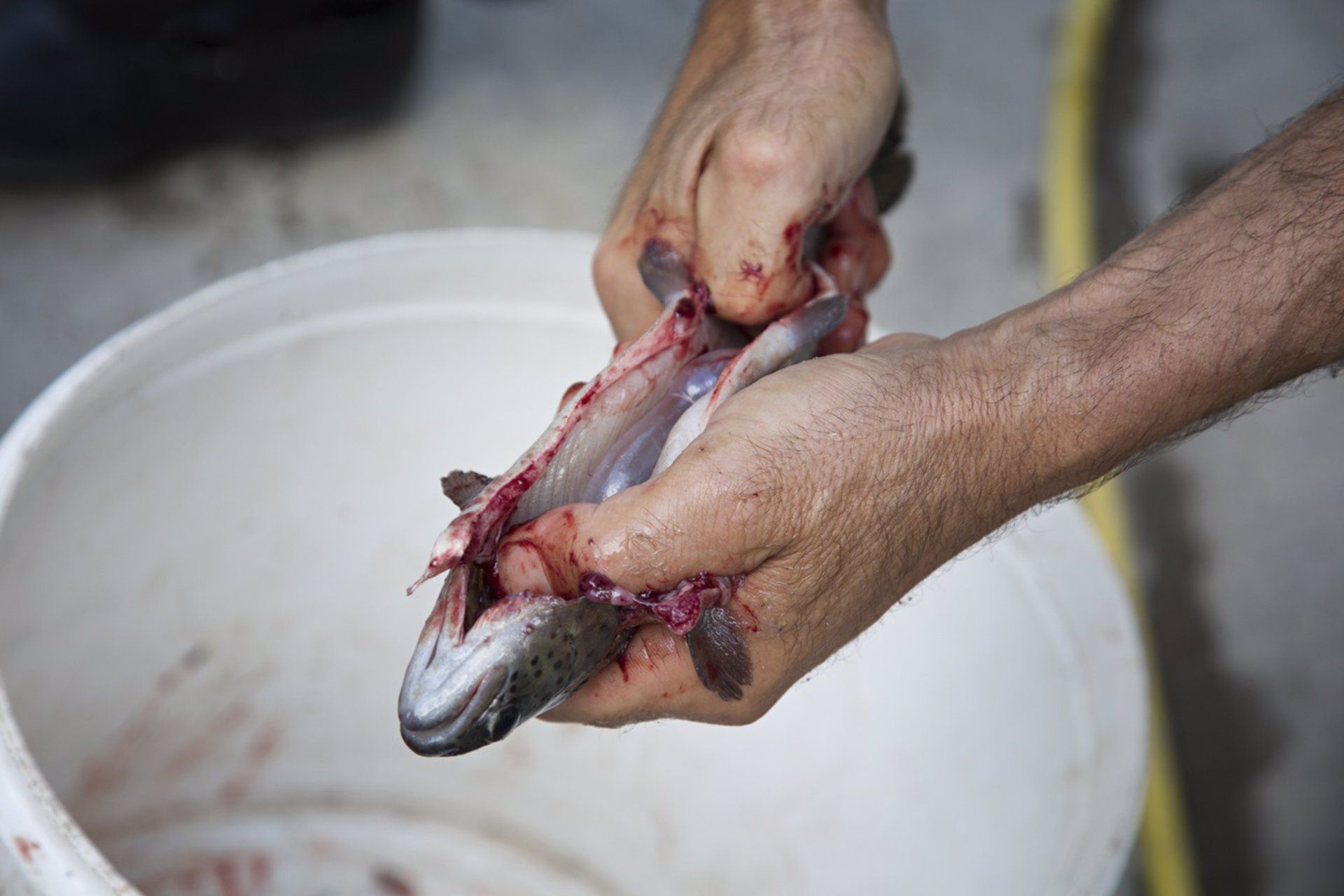 Utilizar vísceras de pescado como ritual de belleza para una piel sana, luminosa y joven podría ser posible, según un estudio