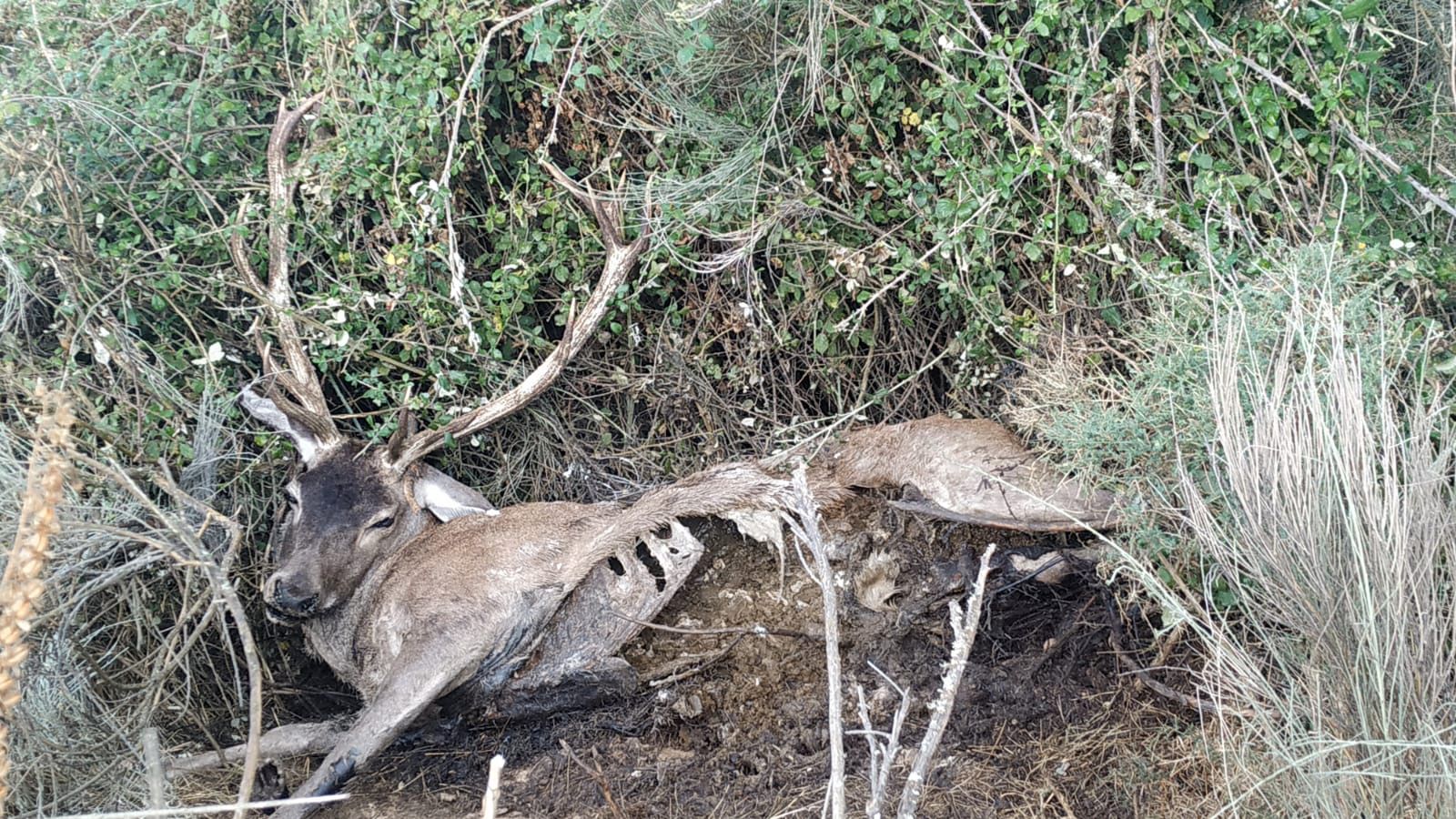 COAG Zamora. Ejemplar de ciervo muerto en la provincia de Zamora