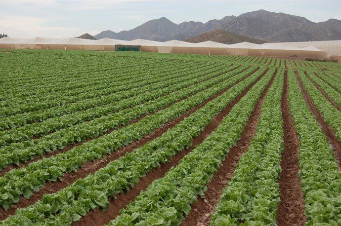 Plantación de lechuga. EP.