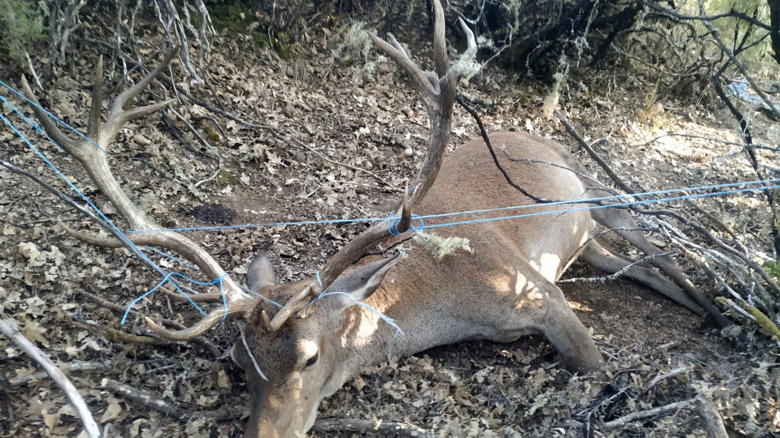 Ejemplar de ciervo muerto en la provincia de Zamora. COAG Zamora