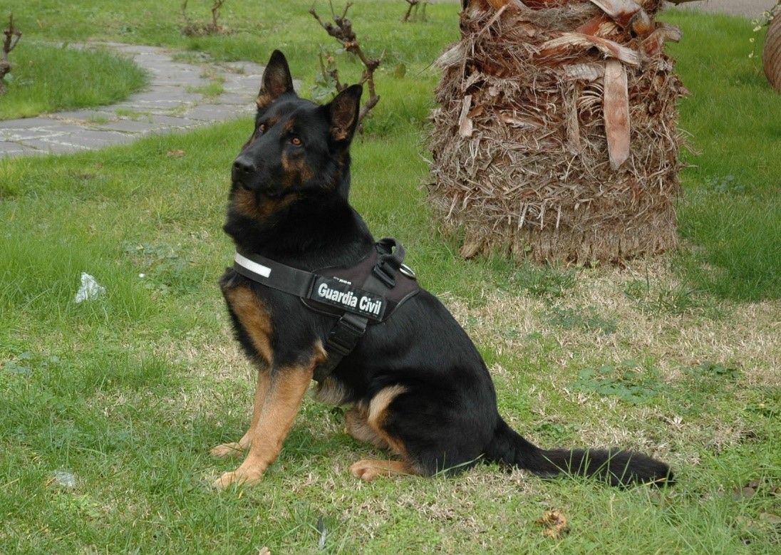 Donald, el perro detector de drogas de la Guardia Civil de Zamora, se jubila