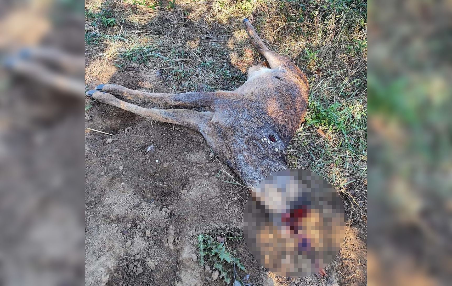 Macho de ciervo abatido a tiros y decapitado. Ecologistas en Acción