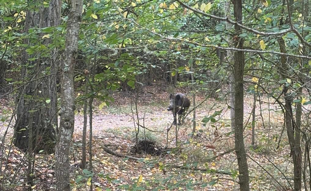 Imagen de uno de los ejemplares en el Bosque de Valorio