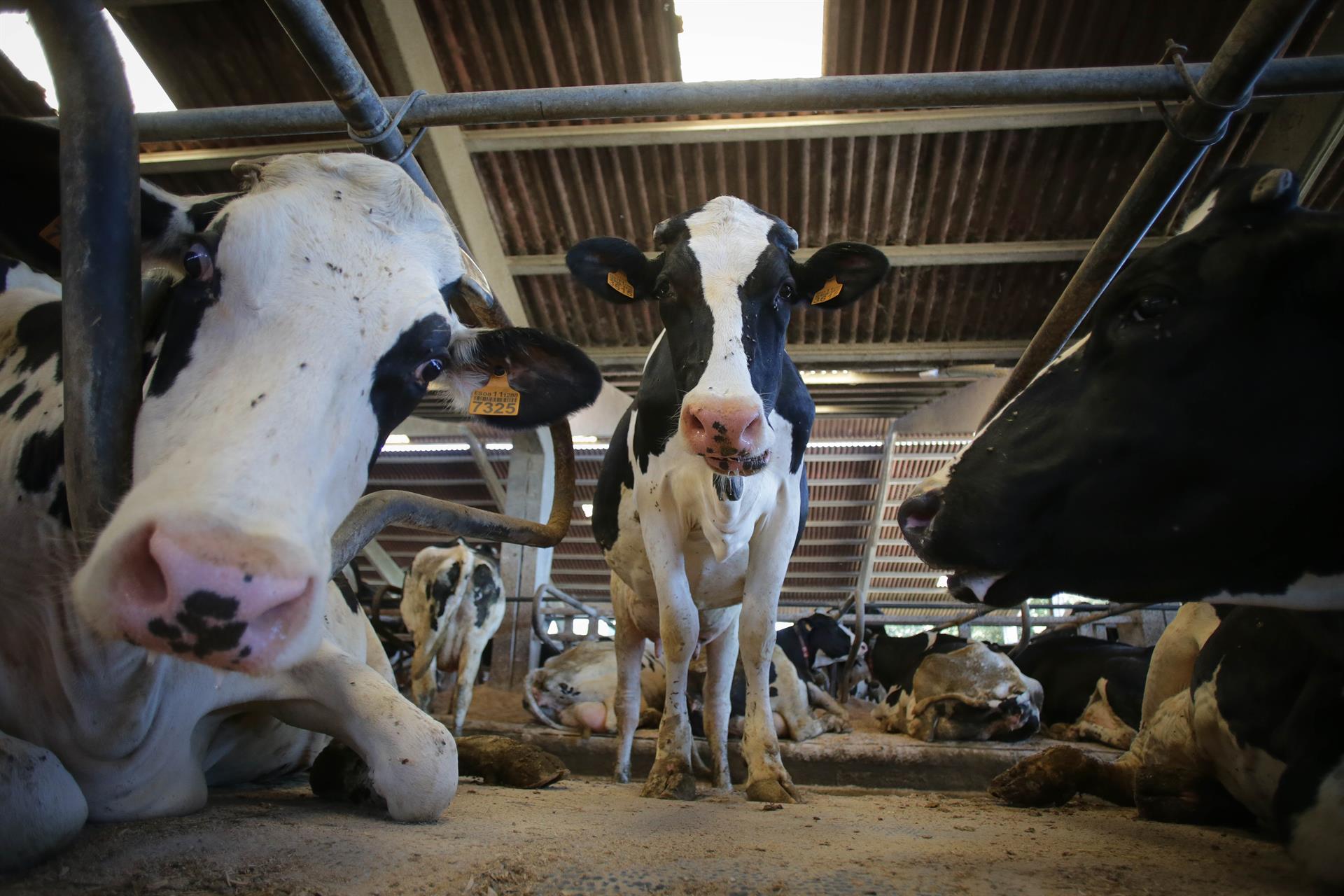 Vacas de una ganadería de lácteo   Carlos Castro   Europa Press   Archivo