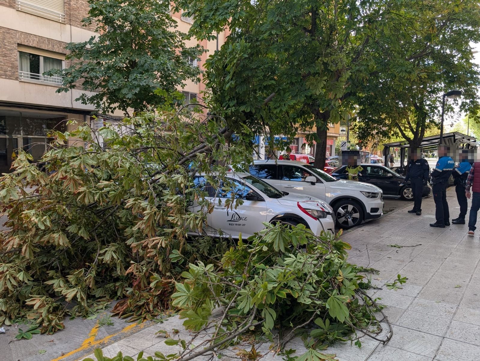 VÍDEO | Primeros incidentes del temporal Kirk en Zamora: árboles caídos, desprendimientos…