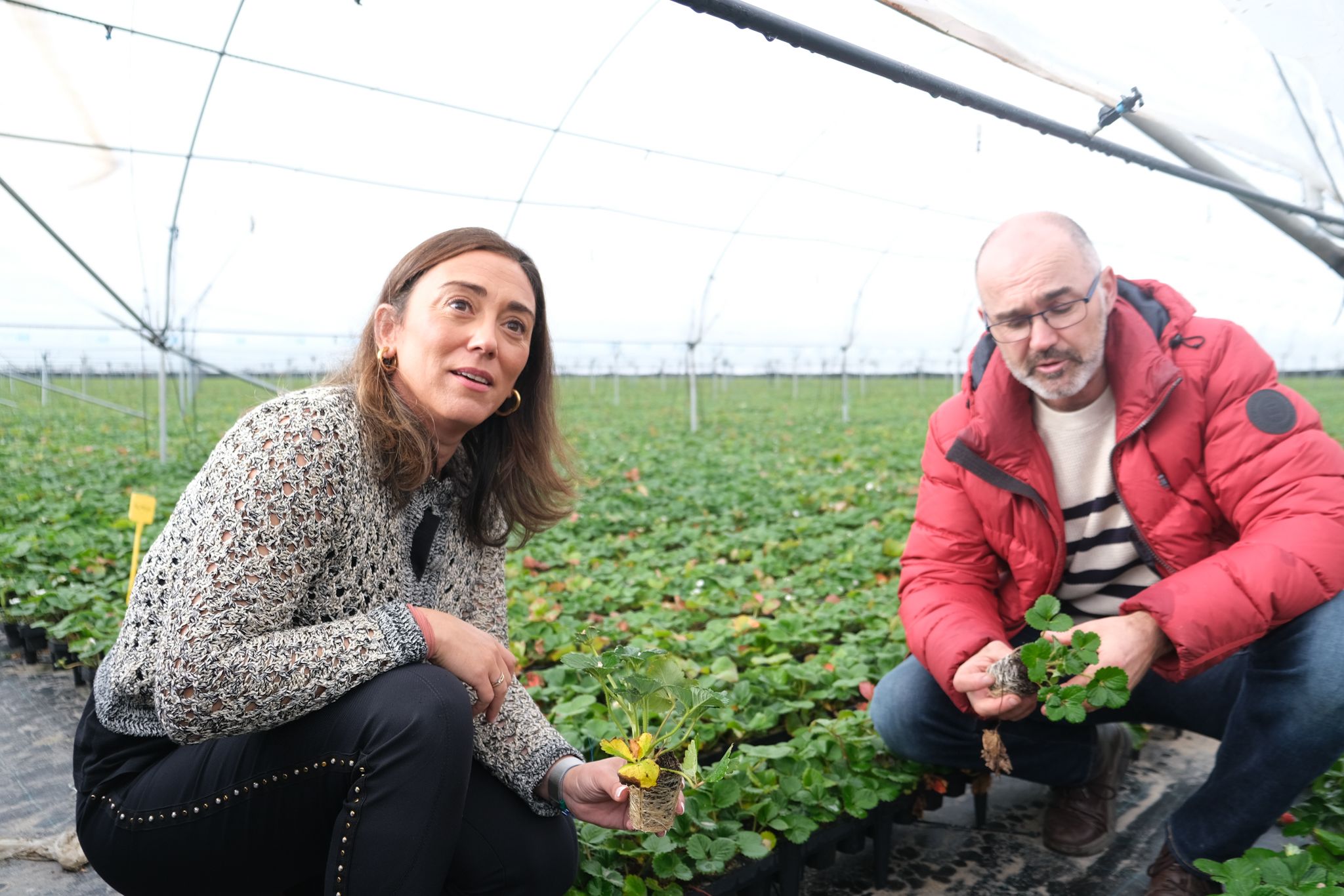 Jornada técnica sobre el cultivo de la fresa en Castilla y León