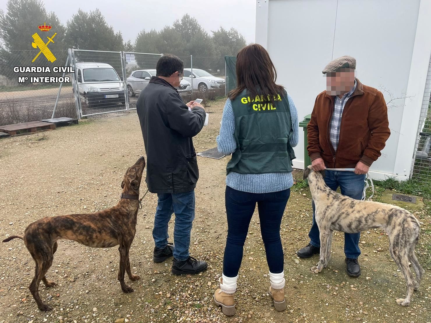 Robo de galgos en Zamora trece personas investigadas y una docena de animales recuperados