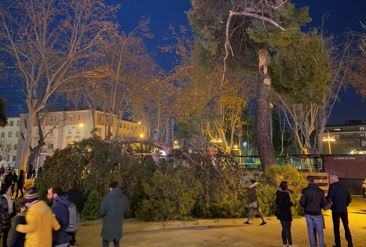 Susto en Zamora capital por la caída de un arbol de grandes dimensiones