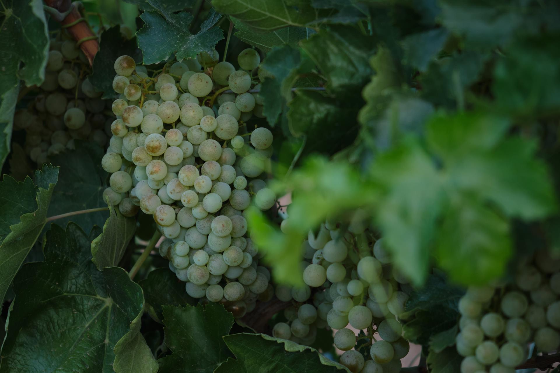 Un racimo de uvas durante la vendimia de la uva Sauvignon Blanc, a 25 de agosto de 2022, en Manzanares, Ciudad Real, Castilla La Mancha (España).   Rey Sotolongo   Europa Press   Archivo