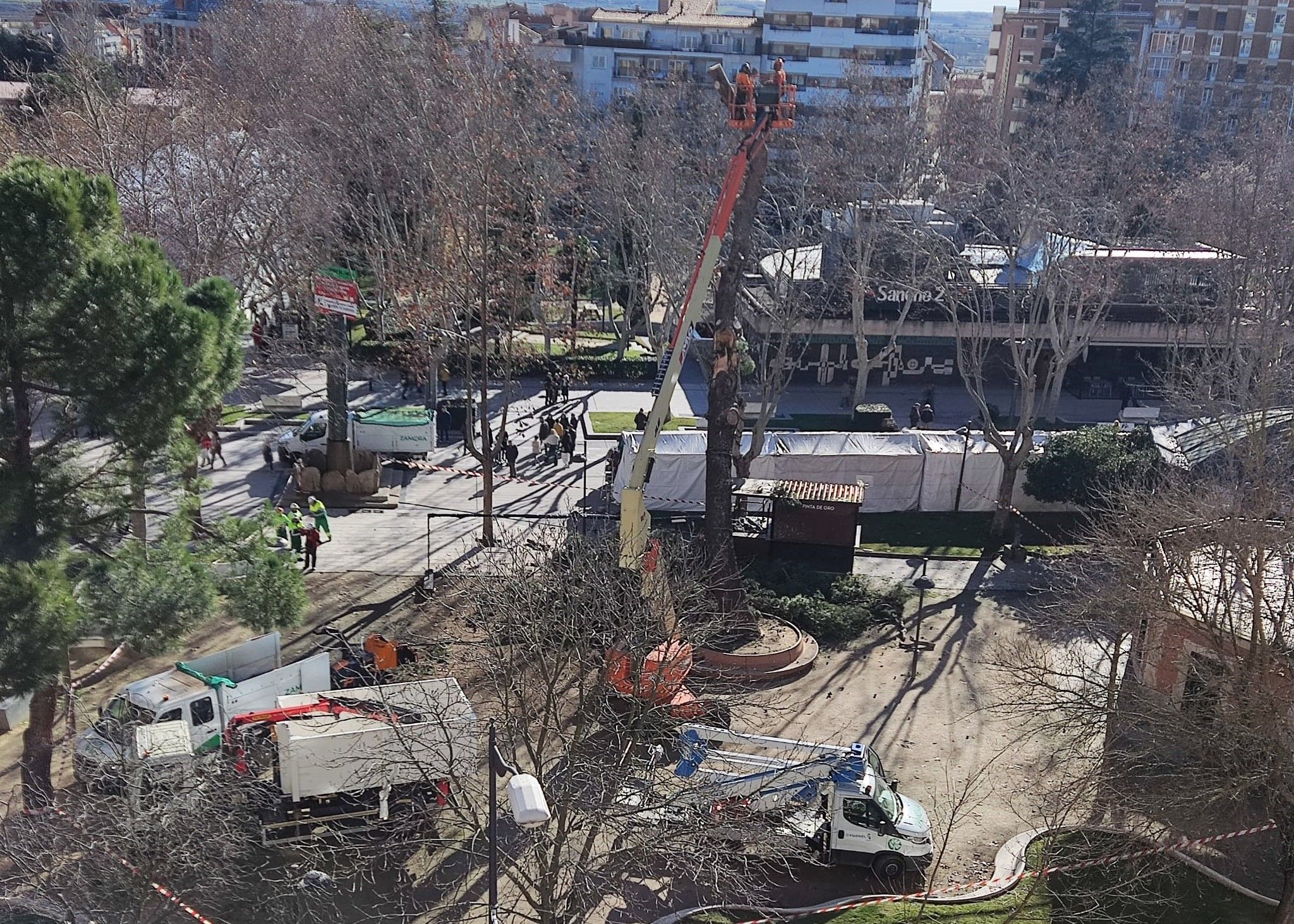  Susto en Zamora capital por la caída de un árbol de grandes dimensiones