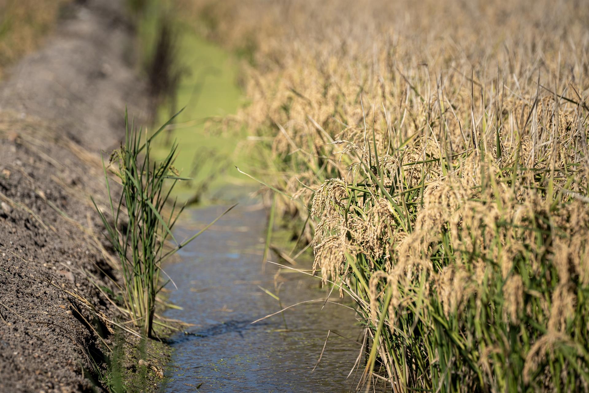 Campos de arroz en las marismas del Guadalquivir. A 22 de octubre de 2024, en Sevilla (Andalucía, España). - María José López - Europa Press - Archivo