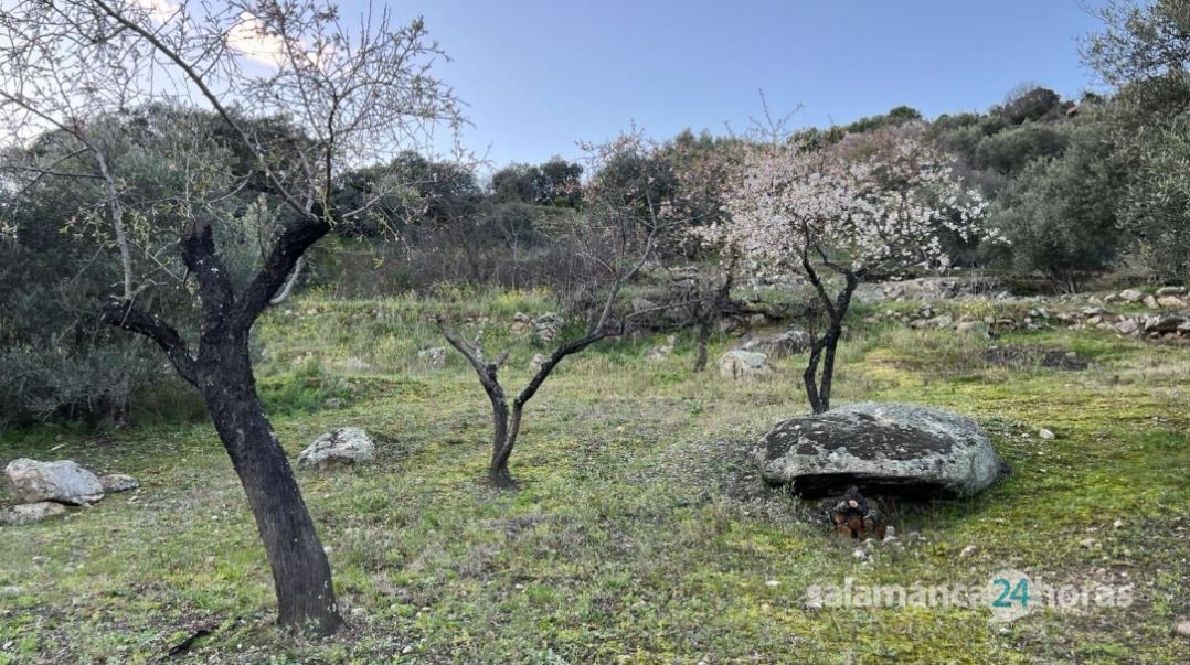 Almendros en flor en las Arribes. Fotos S24H (3)