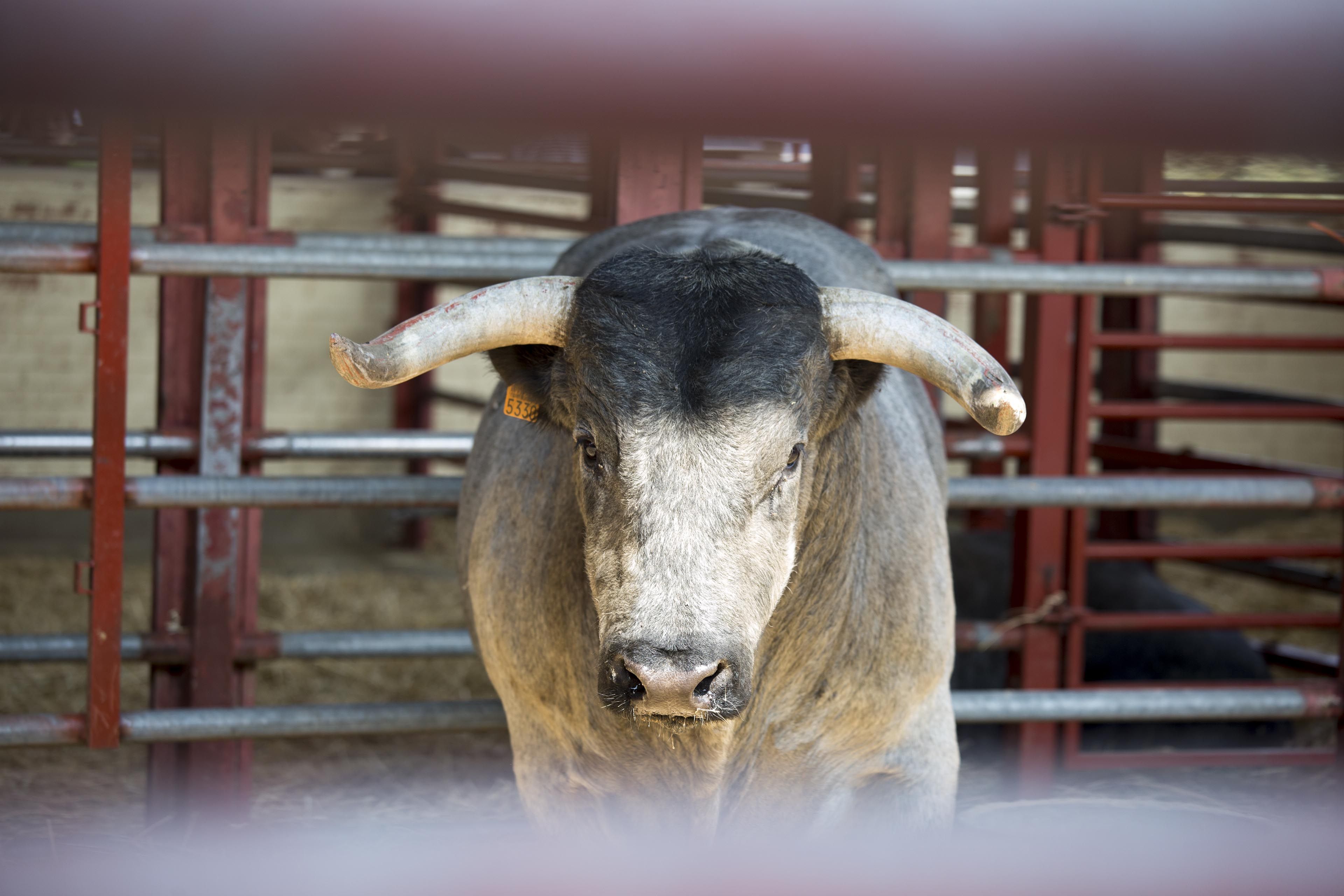 David Arranz. El recinto ferial de Salamanca aoge Salamaq. En la imagen un ejemplar de vaca morucha