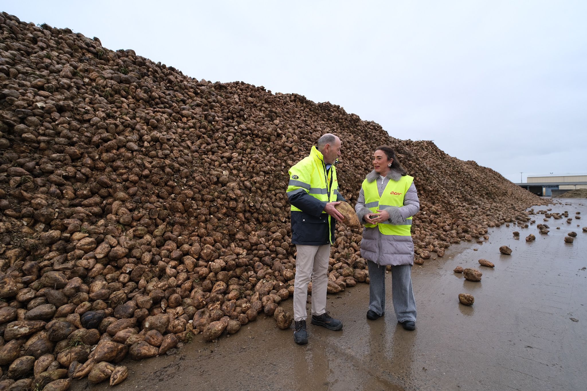  La Junta sitúa a la remolacha como un cultivo clave para el regadío de Castilla y León con un 30 % más de superficie